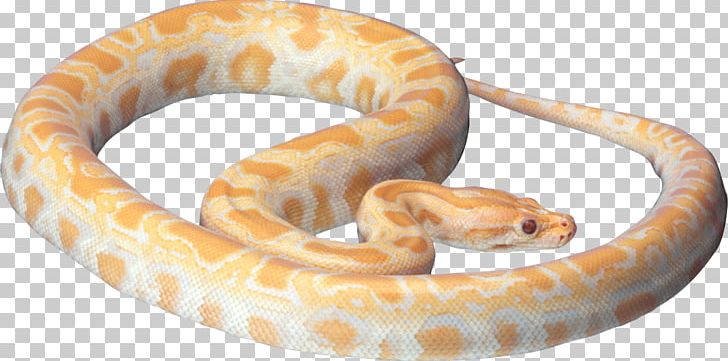 Snake PNG, Clipart, Animals, Black Rat Snake, Boa Constrictor, Boas, Clipping Path Free PNG Download