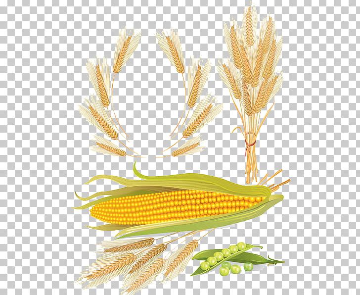 Wheat Maize Cereal Euclidean PNG, Clipart, Autumn, Autumn Wheat, Botany, Cartoon, Cartoon Corn Free PNG Download