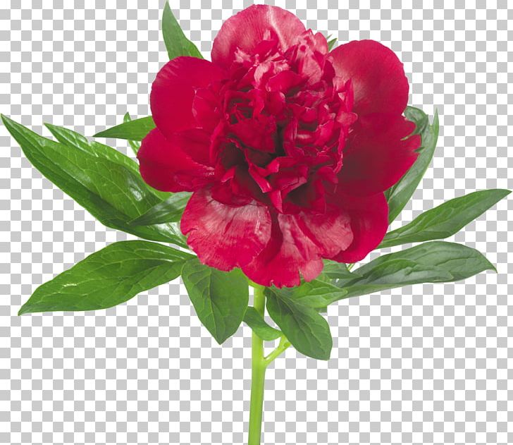 Peony Flower PNG, Clipart, Annual Plant, Archive File, Celebrities, Computer Software, Cut Flowers Free PNG Download