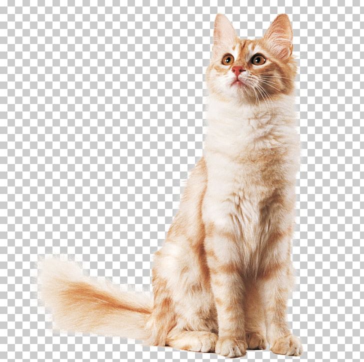 Whiskers Balinese Cat Javanese Cat Kurilian Bobtail Maine Coon PNG, Clipart, American Wirehair, Angora, Asi, Buffon, Carnivoran Free PNG Download