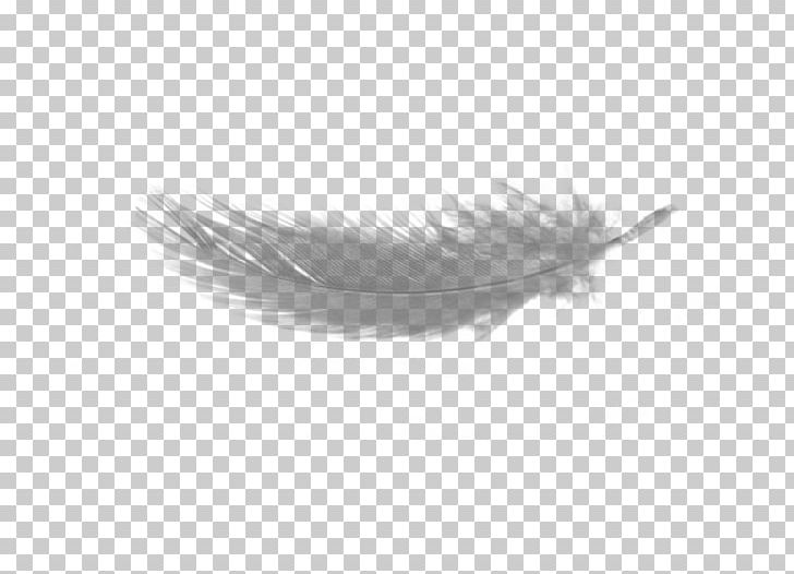 Feather Light PNG, Clipart, Animals, Background, Bird, Black And White, Color Free PNG Download