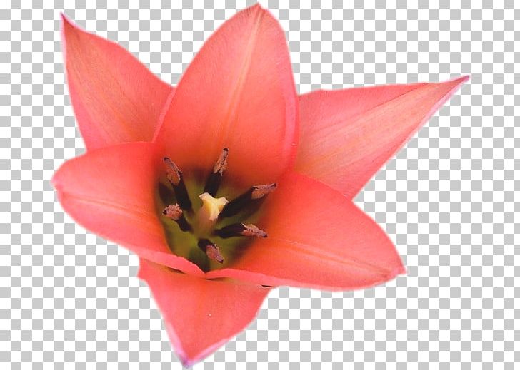 Tulip Petal Red Flower PNG, Clipart, Flower, Flowering Plant, Flowers, Lily Family, Liveinternet Free PNG Download
