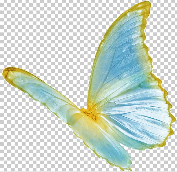 Butterfly Color PNG, Clipart, Blue, Blue Abstract, Blue Abstracts, Blue Background, Blue Eyes Free PNG Download