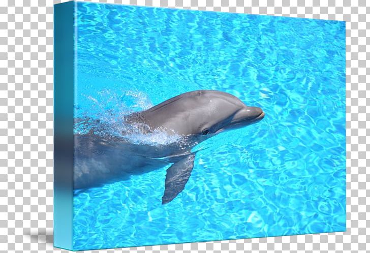 Common Bottlenose Dolphin Wholphin Sticker Loro Parque PNG, Clipart, Animals, Aqua, Bottlenose Dolphin, Collectie, Collecting Free PNG Download