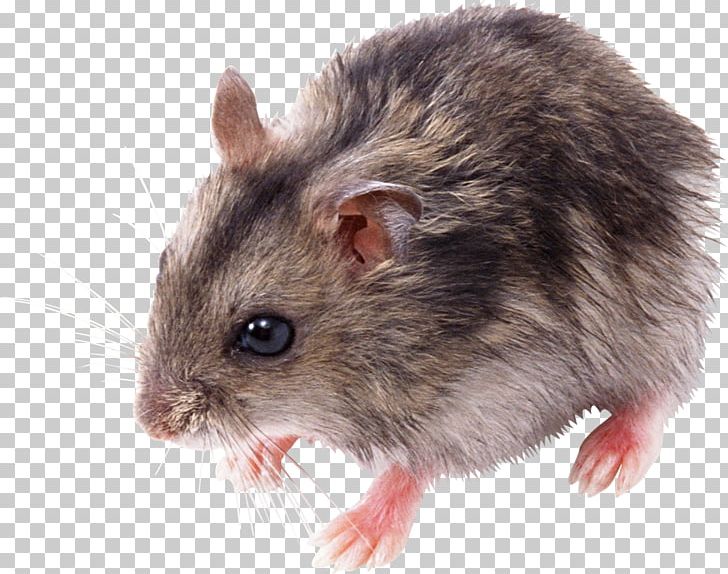 Computer Mouse PNG, Clipart, Computer Icons, Computer Mouse, Desktop Wallpaper, Dormouse, Download Free PNG Download