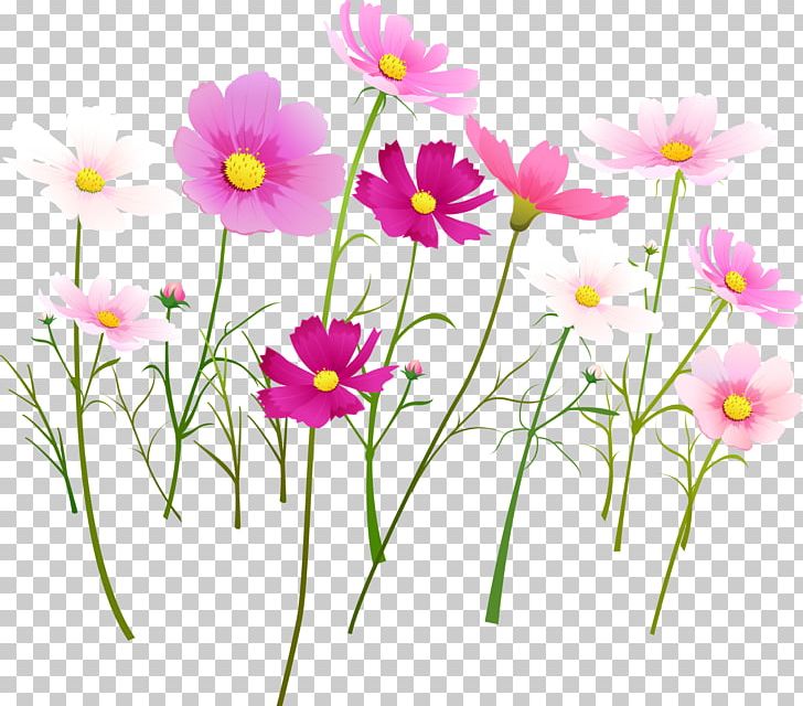 Flower Purple Garden Roses Pink PNG, Clipart, Annual Plant, Blog, Blue, Cosmos, Cosmos Flower Free PNG Download
