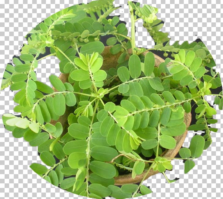 Gale Of The Wind Leaf Jaundice Plants Child PNG, Clipart, Child, Durian Belanda, Herb, Herbal Medicine, Infant Free PNG Download