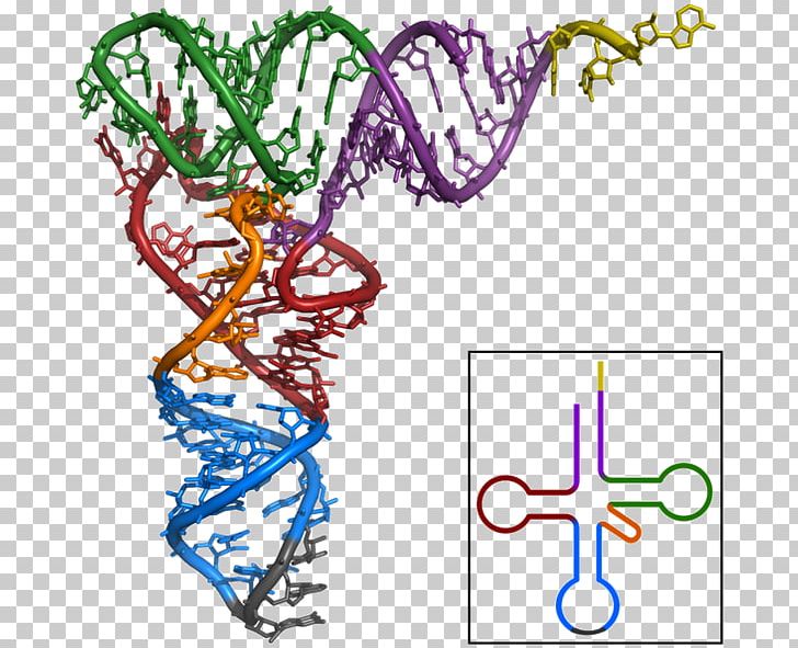 Transfer RNA Messenger RNA Translation Structure PNG, Clipart, Amino Acid, Area, Biology, Body Jewelry, Branch Free PNG Download