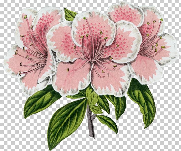 Azalea Floral Design Flower Botany Botanical Prints PNG, Clipart,  Free PNG Download