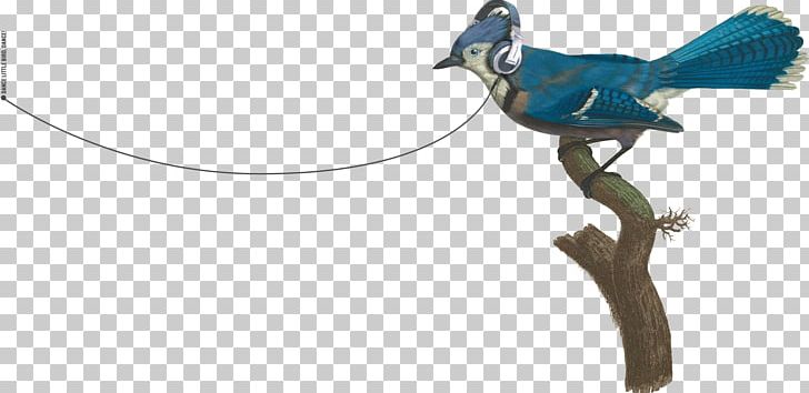 Blue Jay Bird Beak PNG, Clipart, Animal Figure, Animals, Beak, Bird, Blue Jay Free PNG Download