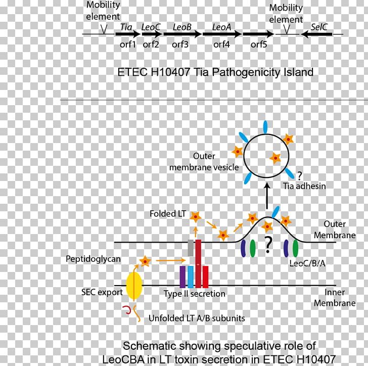 Secretion Bacterial Pathogenesis Bacterial Outer Membrane Vesicles PNG, Clipart, Angle, Area, Bacteria, Bacterial Disease, Bacterial Outer Membrane Free PNG Download