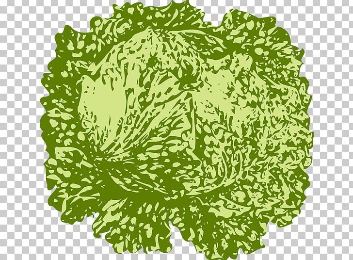 Vegetable Salad Iceberg Lettuce PNG, Clipart, Cabbage, Download, Drawing, Floral Design, Flower Free PNG Download