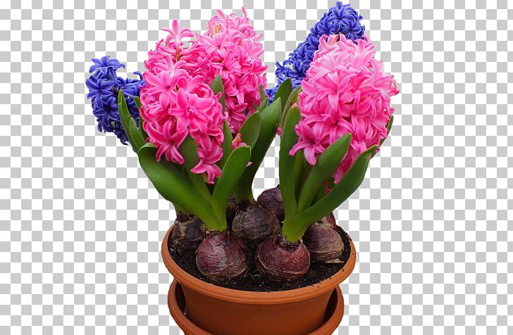 Hyacinth Houseplant Flower Bulb PNG, Clipart, Bulb, Cut Flowers, Floral Design, Flower, Flowering Plant Free PNG Download