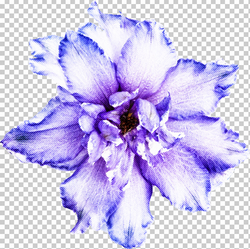 Feather PNG, Clipart, Anemone, Blue, Cut Flowers, Delphinium, Feather Free PNG Download
