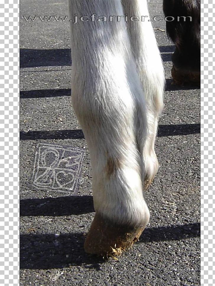 Flexor Digitorum Profundus Muscle Tendon Foal Mustang Tendinitis PNG, Clipart, Birth Defect, Calf, Flexor Digitorum Profundus Muscle, Foal, Fur Free PNG Download