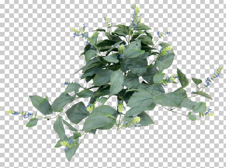 Leaf Herb Tree PNG, Clipart, Herb, Ivy, Leaf, Plant, Tree Free PNG Download