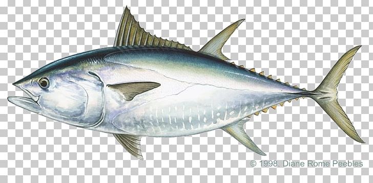 Pacific Bluefin Tuna Albacore Bigeye Tuna Atlantic Bluefin Tuna Yellowfin Tuna PNG, Clipart, Albacore, Bony Fish, Fauna, Fish Products, Game Fish Free PNG Download