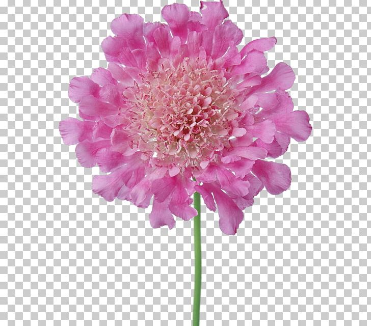 Chrysanthemum Cut Flowers Petal Floristry PNG, Clipart, Annual Plant, Aster, Branch, Chrysanthemum, Chrysanths Free PNG Download