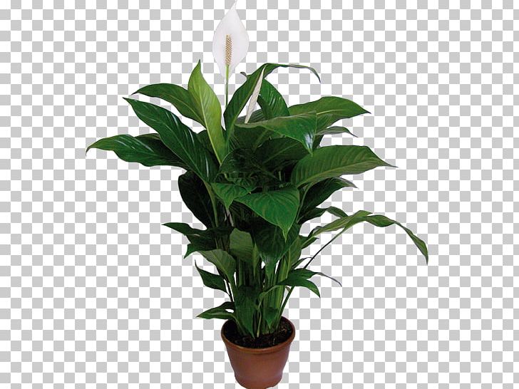 Spathiphyllum Wallisii Houseplant Plants Flowerpot Dumb Canes PNG, Clipart, Cut Flowers, Dumb Canes, Fertilisers, Fiddleleaf Fig, Flower Free PNG Download