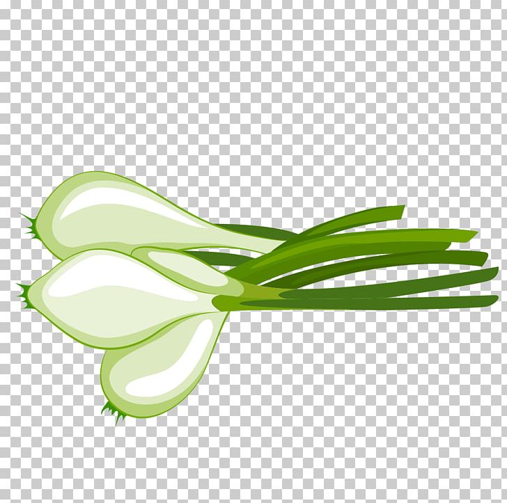 Vegetable Onion Illustration PNG, Clipart, Allium Fistulosum, Artworks, Black, Flower, Food Free PNG Download