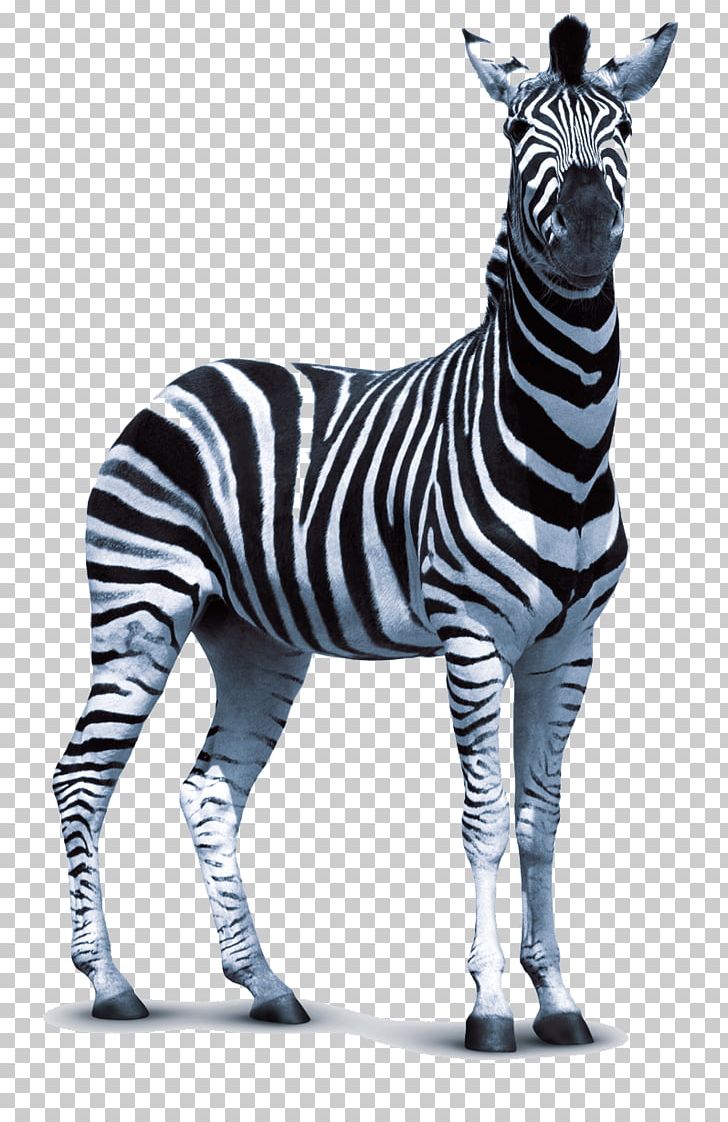Zebra Technologies PNG, Clipart, Animal Figure, Animation, Black And White, Free Content, Fur Free PNG Download