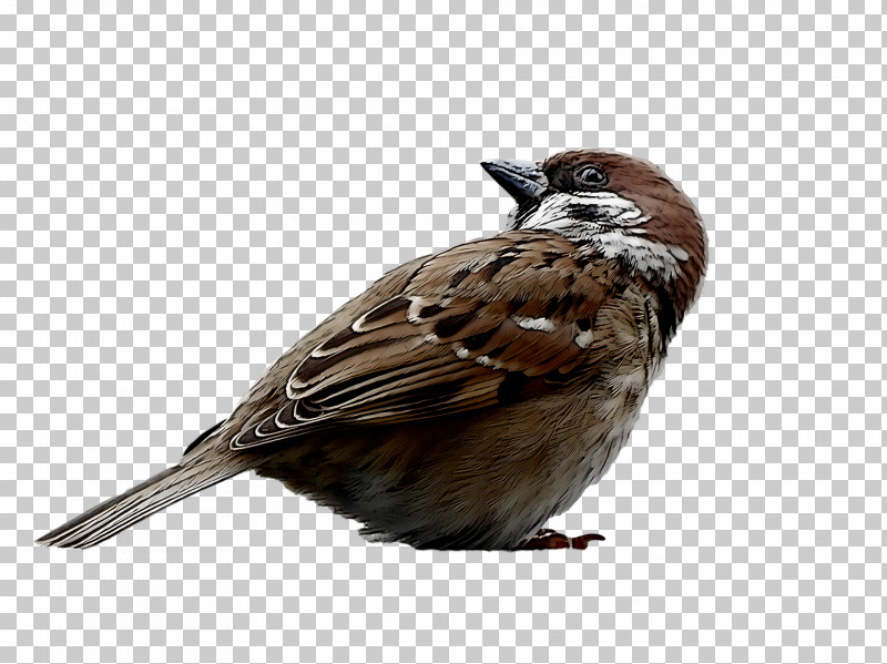 Bird PNG, Clipart, Beak, Bird, House Sparrow, Perching Bird, Songbird Free PNG Download