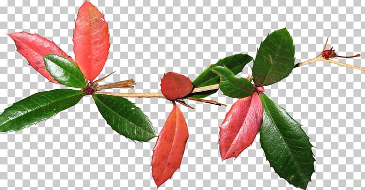 Petal Bud Plant Stem Leaf Flowering Plant PNG, Clipart, Banna, Bud, Flower, Flowering Plant, Leaf Free PNG Download