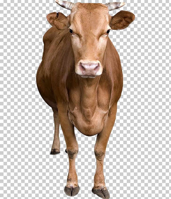 Southern Yellow Cattle Livestock PNG, Clipart, Art, Artworks, Bonne, Bull, Calf Free PNG Download