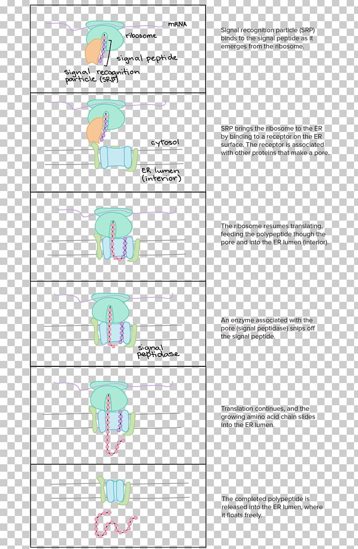 Translation Amino Acid Protein Biosynthesis Cell PNG, Clipart, Acid, Amino Acid, Area, Article, Cell Free PNG Download