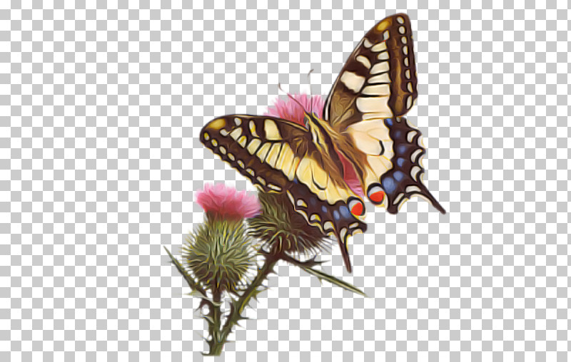 Monarch Butterfly PNG, Clipart, Brushfooted Butterfly, Butterfly, Cynthia Subgenus, Eastern Tiger Swallowtail, Giant Swallowtail Free PNG Download