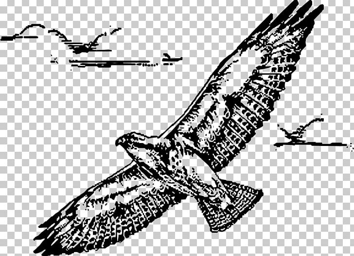 Bird Swainson's Hawk Drawing PNG, Clipart, Accipitriformes, Animals, Art, Beak, Bird Free PNG Download