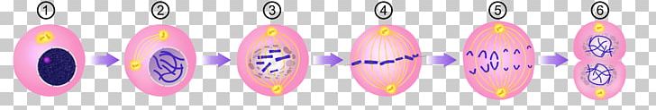 体細胞分裂 Cell Division & Genetics Mitosis PNG, Clipart, Body Jewelry, Cell, Cell Division, Cell Nucleus, Chromosome Free PNG Download