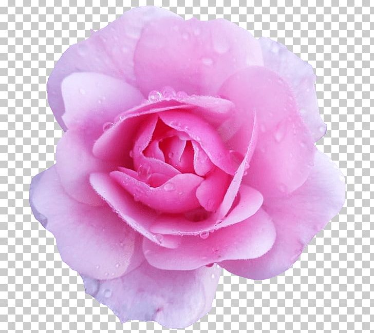 Flower Rose Pink Desktop PNG, Clipart, Camellia, China Rose, Color, Cut Flowers, Download Free PNG Download