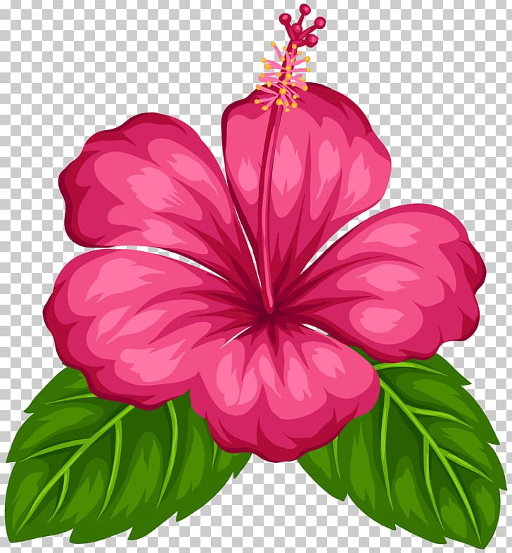 Good Morning Android Greeting PNG, Clipart, Annual Plant, China Rose, Chinese Hibiscus, Cut Flowers, Download Free PNG Download