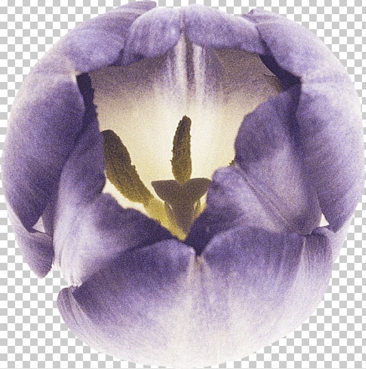 Petal Tulip Lilac Violet Flower PNG, Clipart, Blue, Diary, Flower, Flowering Plant, Flowers Free PNG Download