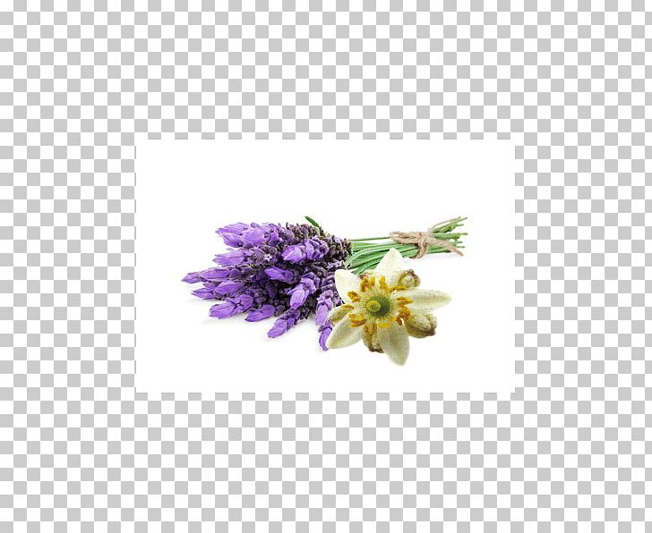 Lavender Flower Violet Garden Roses Herb PNG, Clipart, Cut Flowers, Diffuse, Flavor, Flower, Flower Garden Free PNG Download
