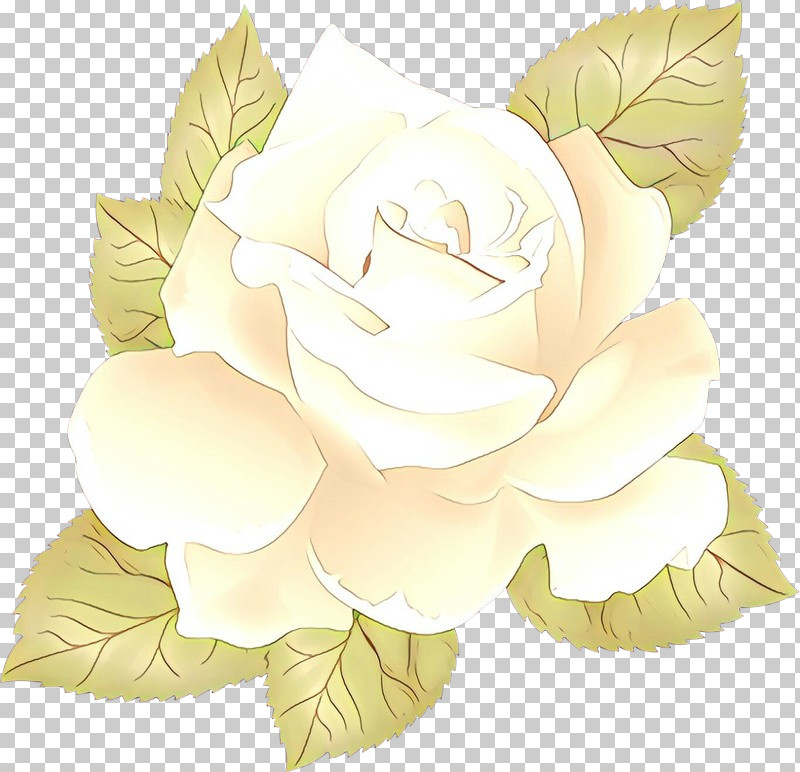 Rose PNG, Clipart, Flower, Gardenia, Leaf, Magnolia, Perennial Plant Free PNG Download