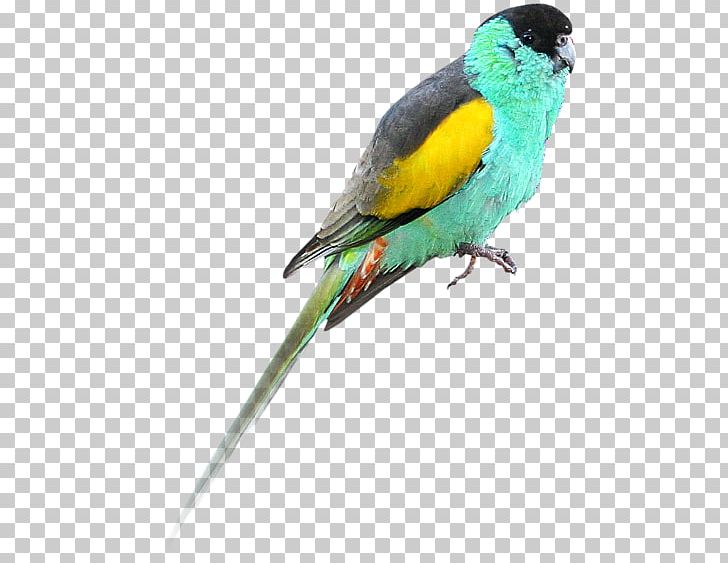 Hooded Parrot Bird Budgerigar Golden-shouldered Parrot PNG, Clipart, Animal, Animals, Aratinga, Beak, Bird Free PNG Download