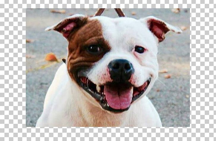 American Bulldog Valley Bulldog American Staffordshire Terrier Olde English Bulldogge American Pit Bull Terrier PNG, Clipart, Alapaha Blue Blood Bulldog, American Bulldog, American Pit Bull Terrier, Bulldog, Bull Terrier Free PNG Download