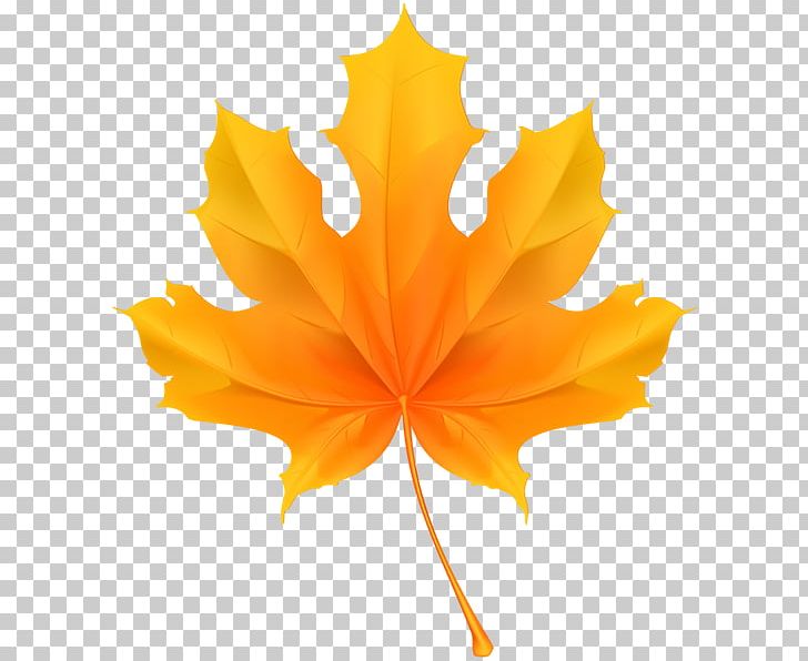 Maple Leaf Stock Photography PNG, Clipart, Drawing, Flower, Flowering Plant, Graphic Design, Leaf Free PNG Download