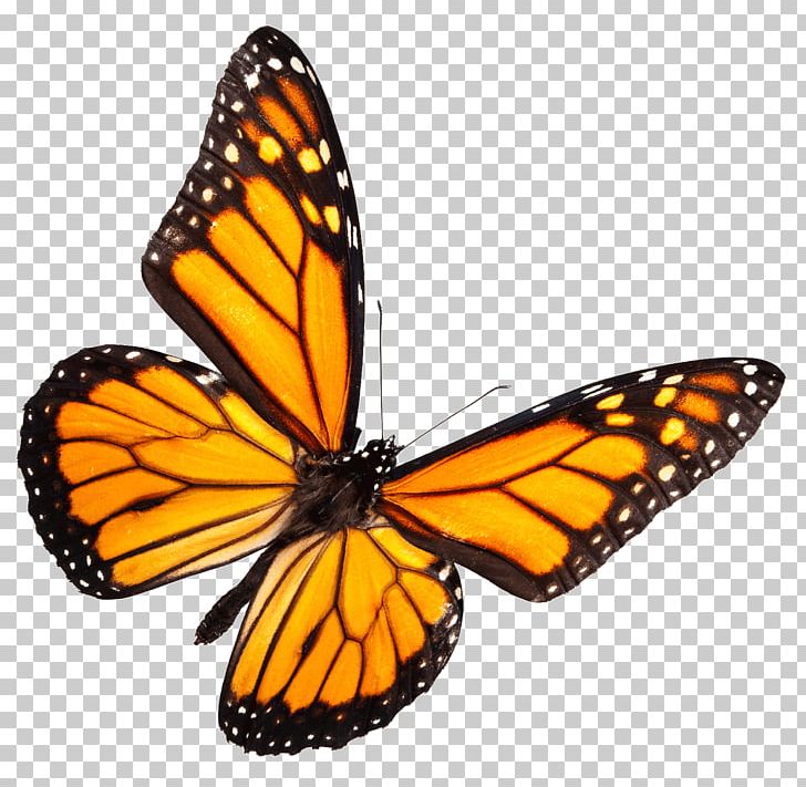 Monarch Butterfly Insect The Butterfly Place Stock Photography PNG, Clipart, Aglais Io, Animal, Animals, Arthropod, Brush Footed Butterfly Free PNG Download