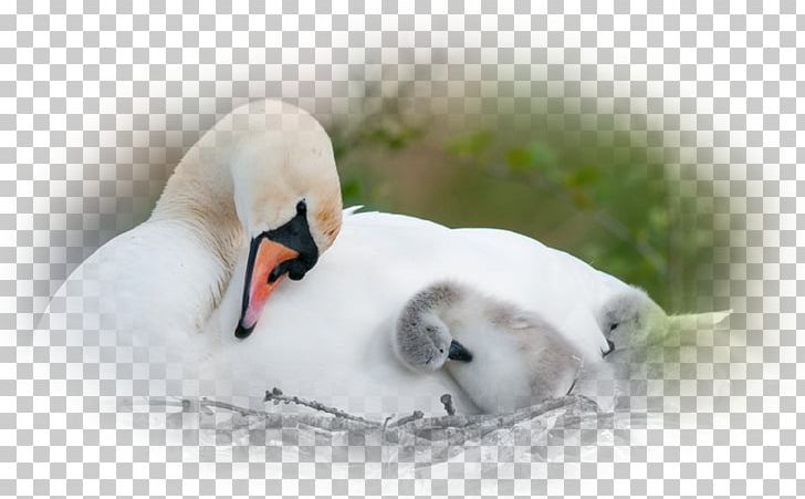 Mute Swan Bird Nest Desktop PNG, Clipart, 1080p, Animal, Animals, Beak, Bird Free PNG Download