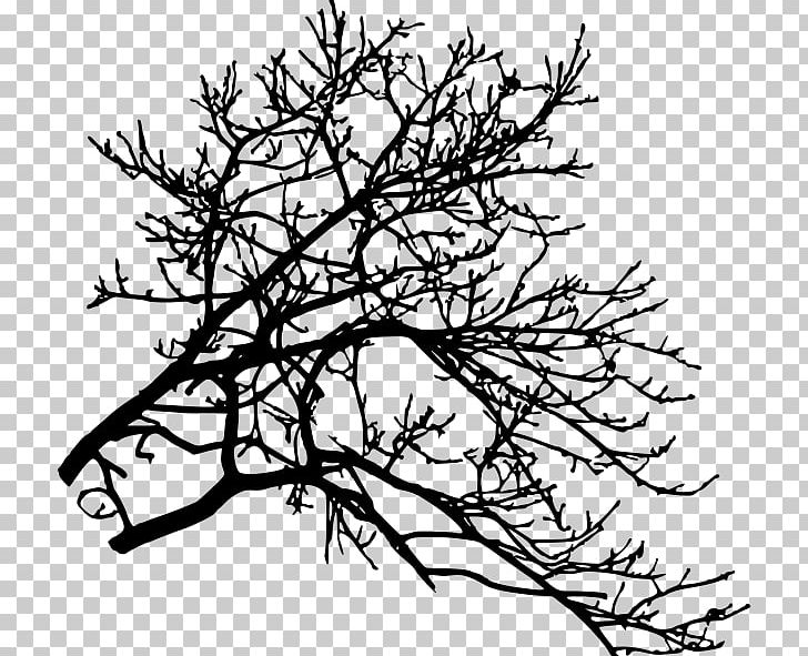 Twig Tree Branch PNG, Clipart, Austral Pacific Energy Png Limited, Black And White, Branch, Conifer, Flora Free PNG Download