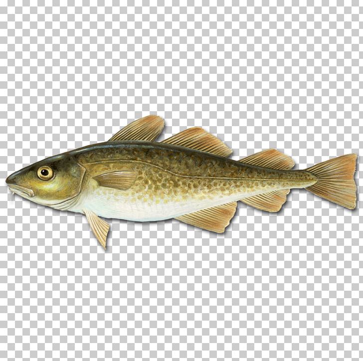 Atlantic Cod Pollock Gadidae Haddock PNG, Clipart, Alaska Pollock, Atlantic Cod, Barrett, Bass, Bony Fish Free PNG Download