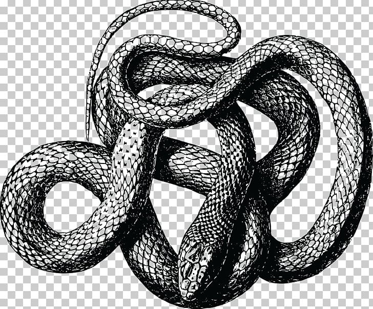 Black Rat Snake Copperhead PNG, Clipart, Animals, Black And White