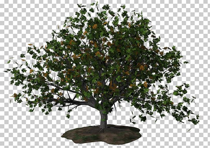 Tree Encapsulated PostScript PNG, Clipart, Autumn, Bonsai, Branch, Download, Encapsulated Postscript Free PNG Download