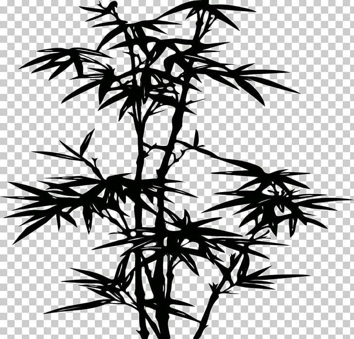 Tropical Woody Bamboos Phyllostachys Nigra Drawing PNG, Clipart, Bamboo, Bambu, Black And White, Branch, Coloring Pages Free PNG Download