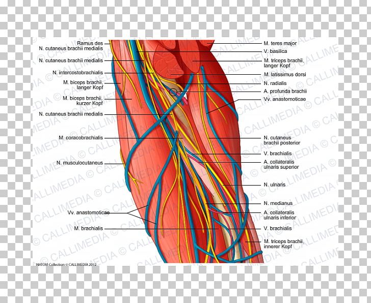 Brachial Artery Augšdelms Arm Ulnar Nerve PNG, Clipart, Angle, Arm, Arm Muscle, Artery, Blood Vessel Free PNG Download