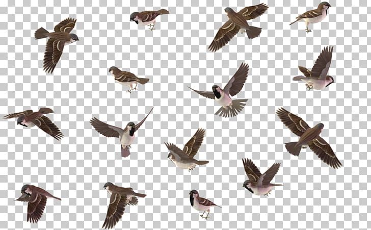 House Sparrow Wren Bird PNG, Clipart, Animals, Beak, Bird, Computer Icons, Download Free PNG Download