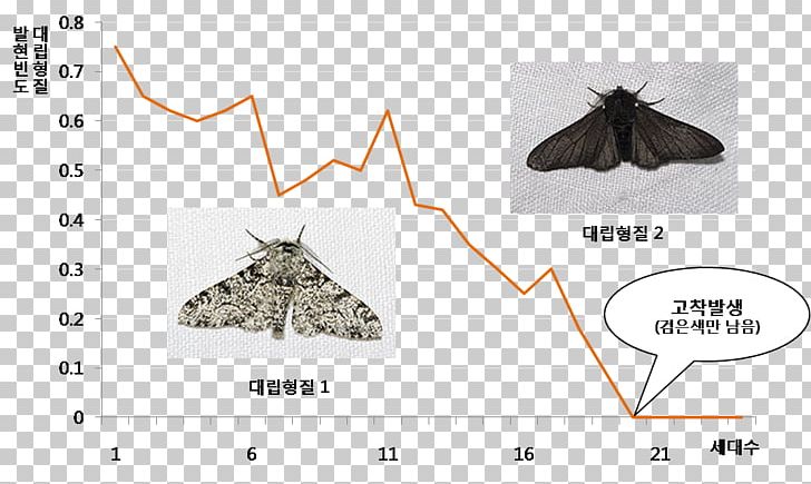 Paper Peppered Moth Pollinator Population Genetics PNG, Clipart, Angle, Art, Diagram, Evolution, Fauna Free PNG Download